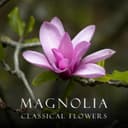 "'Magnolia": Classical Flowers